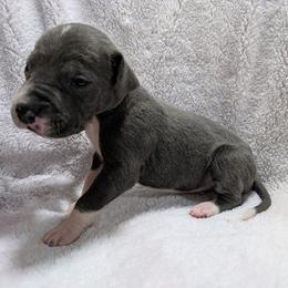 Cyclops - Blue male Great Dane puppy in Bay City, Michigan from Monarch Danes