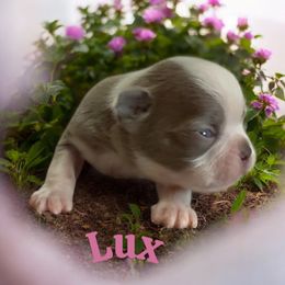 Lux (AKC) - Lilac male Boston Terrier puppy in Galt, California from Monkey Biz Bostons