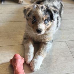 Australian Shepherd Puppies from Caramel Bliss Aussies - NJ NYC