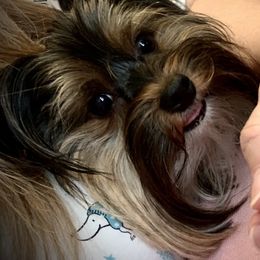 Journey - Yorkshire Terrier