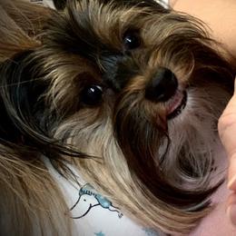 Journey - Yorkshire Terrier
