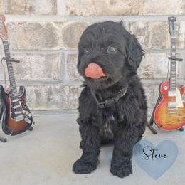 Steve - Black male Portuguese Water Dog puppy in Jacksonville, Florida from Atlantic Coast PWD