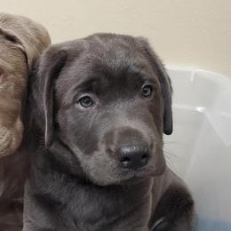 Labrador Retrievers from Wayalife Labradors
