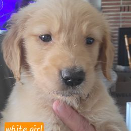 Girl 4 - Golden female Golden Retriever puppy in Lakewood, Washington from Lenhart Goldens