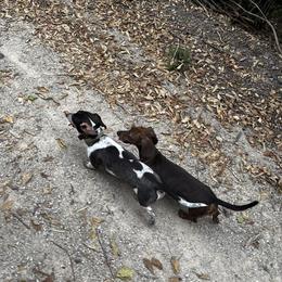 Dachshund Puppies from The Greyline Dogs