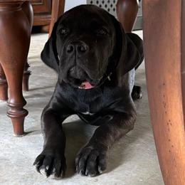 Violeta - Black female Cane Corso puppy in San Isidro, Texas from MTZCC Ranch, LLC