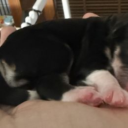 Bernedoodles from Tricia Bennett