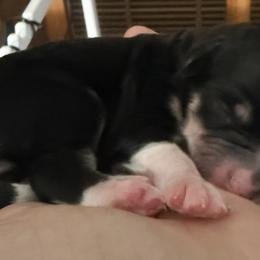 Bernedoodles from Tricia Bennett