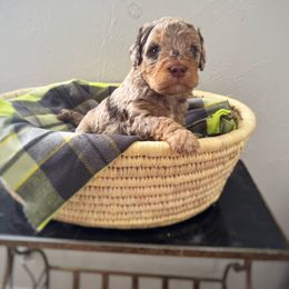 Bernedoodle and Poodle Puppies from Orange Blossom Poodles & Doodles