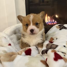 Mickey 🐭 - Red male Pembroke Welsh Corgi puppy in Washington from KB Corgis
