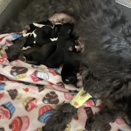 Miniature Schnauzer Puppies from DBee's Darlings
