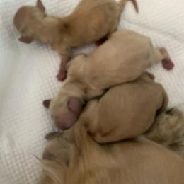 Finn - Cream female Dachshund puppy in Lake Mary, Florida from Lakeside Doxies