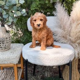 Grey collar - Apricot male Goldendoodle puppy in Spokane, Washington from Dream Doodles in Spokane WA