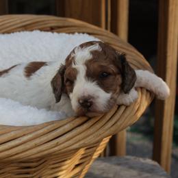 Shamrock-male - Parti male Poodle puppy in Scottsville, Kentucky from Barren River Bernedoodles and Poodles