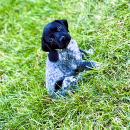 German Shorthaired Pointer Puppies from MaggieMae Andersen