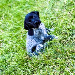 German Shorthaired Pointer Puppies from MaggieMae Andersen