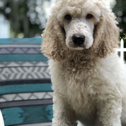 Poodle Puppies from Southern Standards