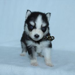 Jinu - Black and white male Pomsky puppy in Clarkston, Utah from Red Rock Ranch Breeders