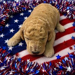 Cream boy - Cream male Poodle puppy in Sandwich, Massachusetts from Cape Cod Aussies / Cape Cod Poodles and Doodles