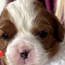 Pumpkin - Cavalier King Charles Spaniel puppy from Skais the Limit Cavaliers