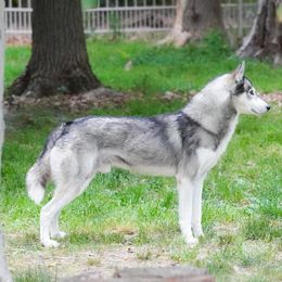 Grimm - Siberian Husky