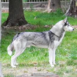 Grimm - Siberian Husky
