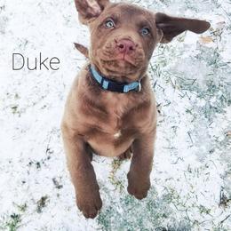 Chesapeake Bay Retriever Puppies from Shore Acres Chesapeakes