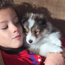 Shetland Sheepdog Puppies from September Morning Shelties