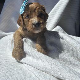 Bernedoodle Puppies from Pippy’s Doodle Pups