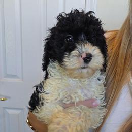 Boy 3 - Black and white male Cockapoo puppy in Galena, Illinois from Perry's doodles
