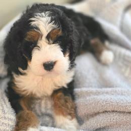 Annie - Tri-color female Bernedoodle puppy in Shelton, Washington from NW Bernedoodles of Washington