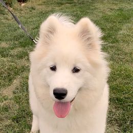 Tipsy - Samoyed
