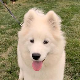 Tipsy - Samoyed