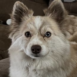 Elsa - Pomsky