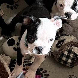 Boy four - Black brindle and white male Boston Terrier puppy in Georgia from KD’s K9 Oasis
