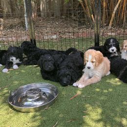 Bernedoodles from Bernedoodles By The Sea
