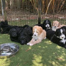 Bernedoodles from Bernedoodles By The Sea