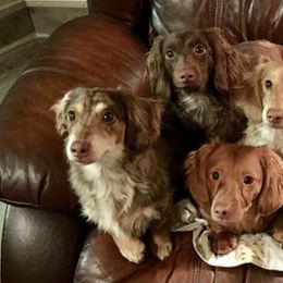 Dachshunds from Muddy Wabash River Doxies