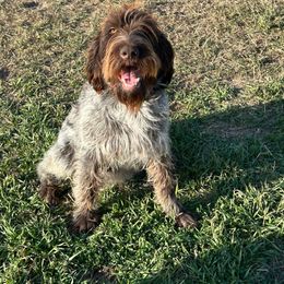 Sky - Wirehaired Pointing Griffon