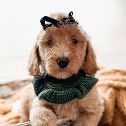Pearl - Apricot female Goldendoodle puppy in Iola, Texas from Supreme Doodles of Texas