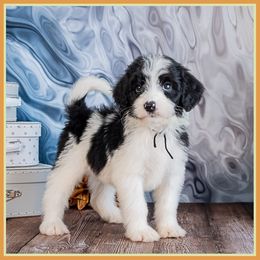Bobbi - Black female Bernedoodle puppy in Connersville, Indiana from Deaz Doodle Ranch