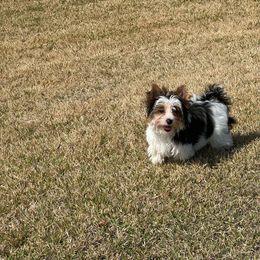 Pebbles - Biewer Terrier