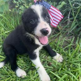 Skywalker - Black and white male Border Collie puppy in Winnsboro, Texas from Pecan Grove Pups