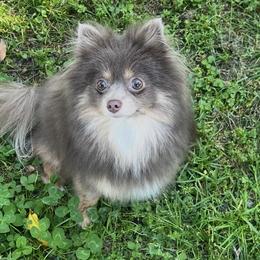 Pomeranians from 918 Pomeranians