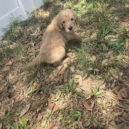 Daisy - Apricot female Goldendoodle puppy in Tavares, Florida from Spirited Doodles