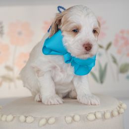 Blue Boy - Australian Labradoodle puppy from Rose Cottage Labradoodles