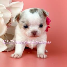 Atom Eve - Merle female Chihuahua puppy in Anderson, South Carolina from Lil Treasures Chihuahuas