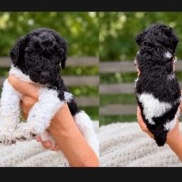 Rain - Parti male Goldendoodle puppy in Jasper, Georgia from Harrington Doodles & Poodles