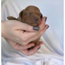 Beckham - Red male Cavapoo puppy in Fairmont, West Virginia from Ruby Heirloom Companions