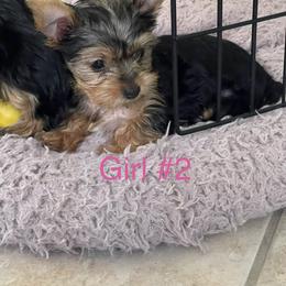 Yorkshire Terrier Puppies from Teddys Yorkies